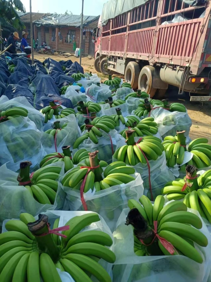 海南香蕉。热销季节。新鲜采摘，果皮干净。