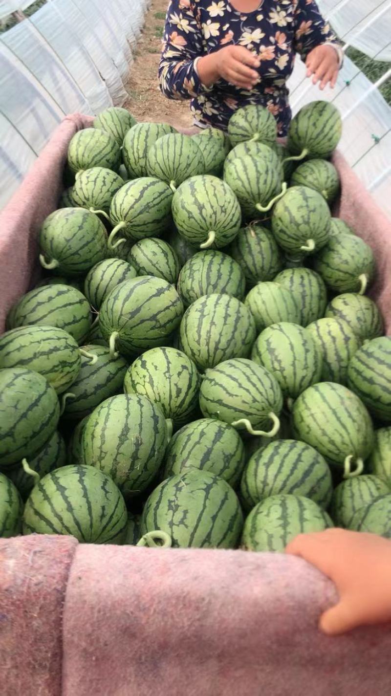山东精品全美2k西瓜，质量好，承接平台保证质量欢迎咨询