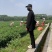 本基地大量出货95号螺丝椒，二荆条，小米椒