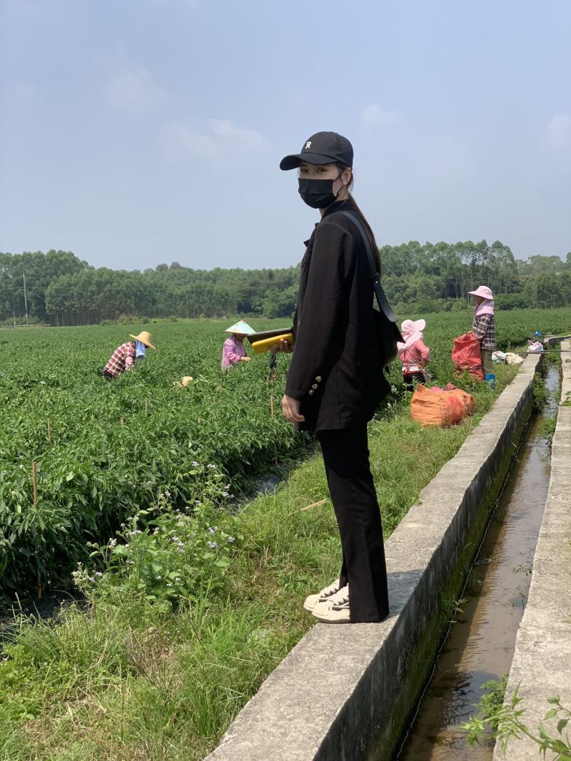 本基地大量出货95号螺丝椒，二荆条，小米椒