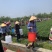 本基地大量出货95号螺丝椒，二荆条，小米椒