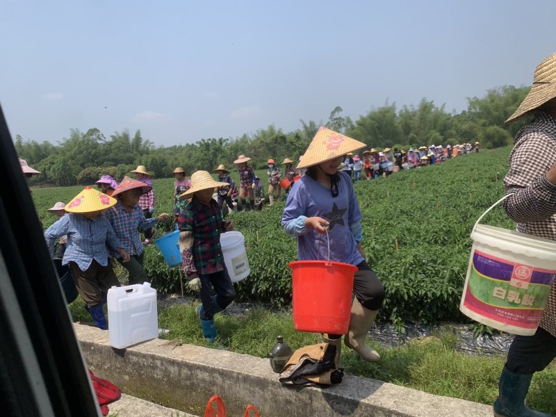 本基地大量出货95号螺丝椒，二荆条，小米椒
