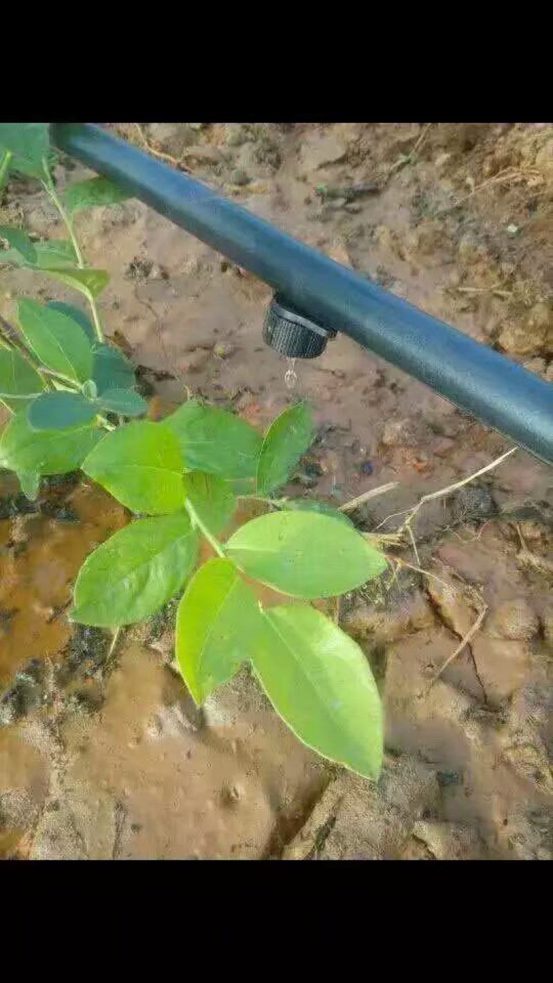 8孔流量可调节滴头小红帽果树滴灌可拆清洗厂家销售包邮