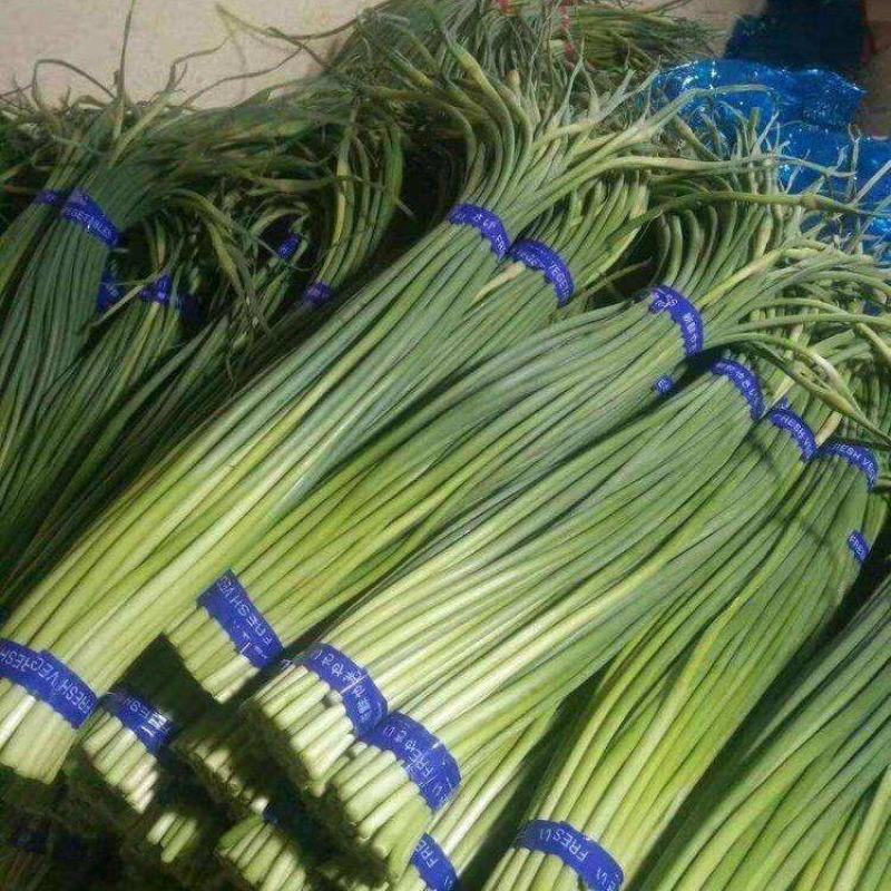 金乡红帽蒜苔代发市场电商供货精加工常年供应