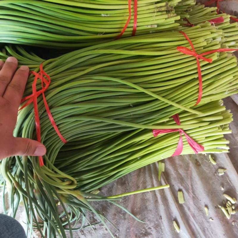 金乡红帽蒜苔代发市场电商供货精加工常年供应