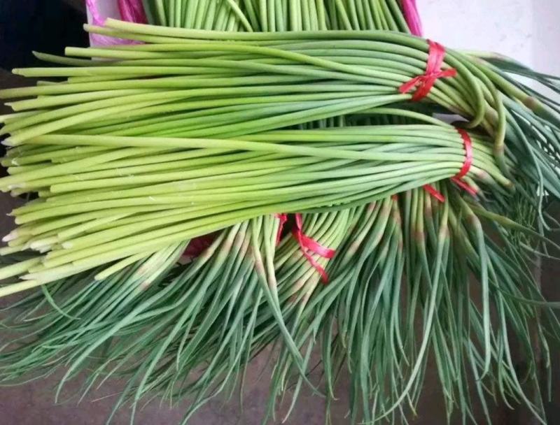 金乡红帽蒜苔代发市场电商供货精加工常年供应