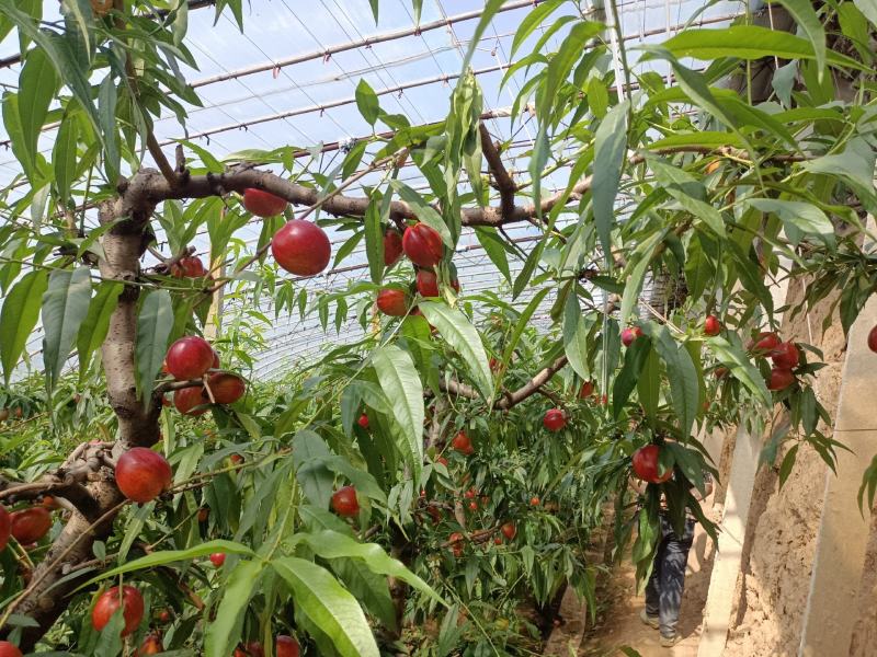 山西暖棚中油4号到中期了有需要的老板联系