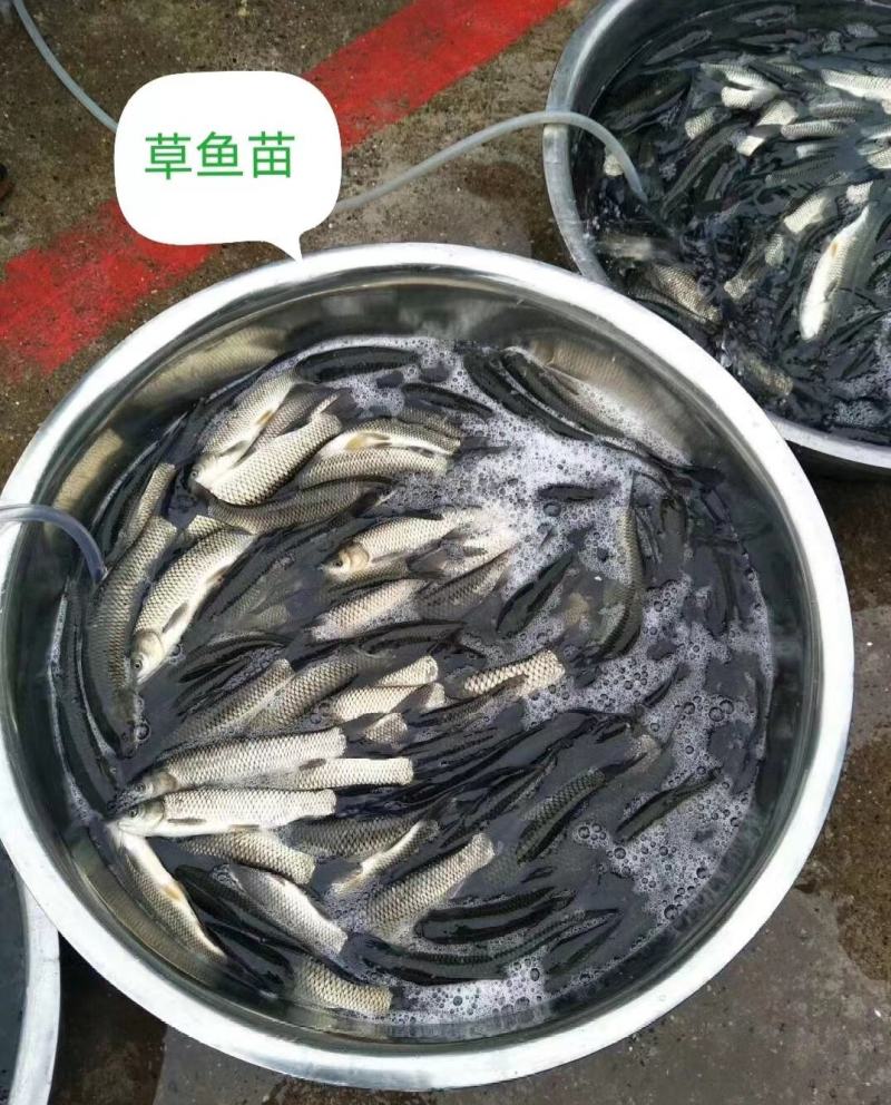 优质草鱼苗，包活，支持全国发货，水产基地价格低长期现货，