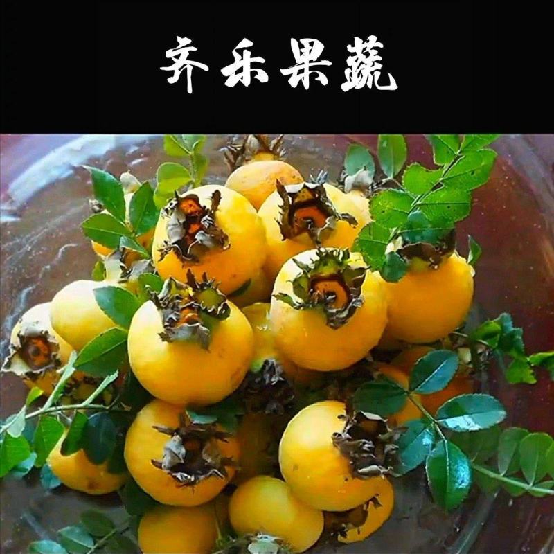 江西无刺金刺梨种苗带杯苗栽种挂果快易成活