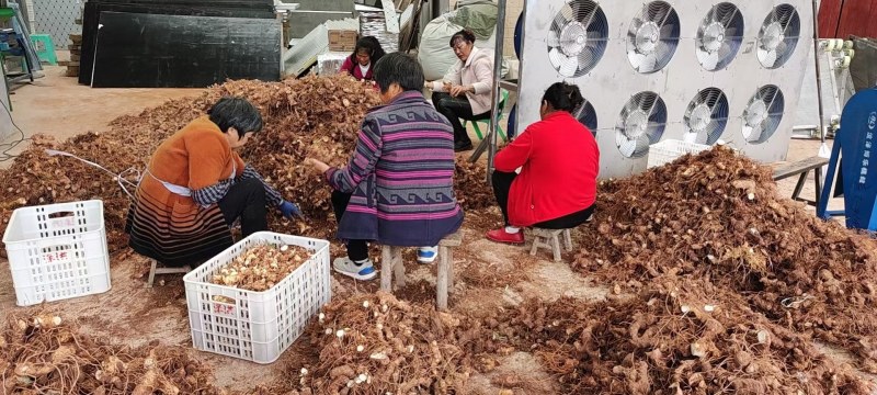 大量收购，出售黄精鲜货，量大从优，有货的老板联系我。