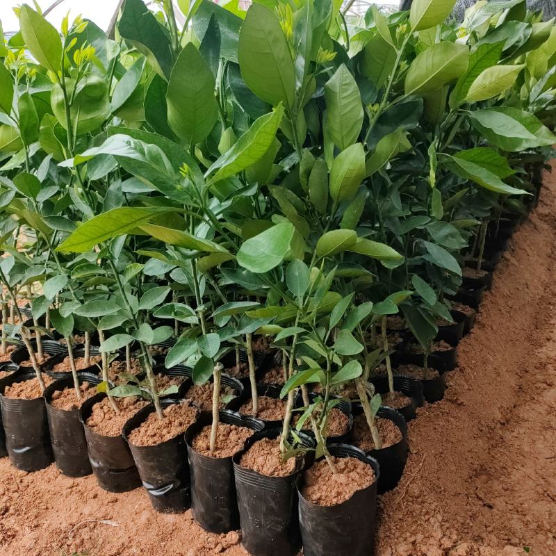 基地直供台湾青皮甜葡萄，台湾青柚，杯苗，当年种植既可挂果