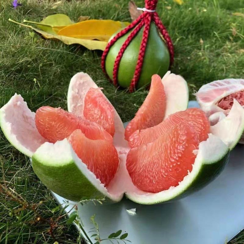 泰国红宝石青柚杯苗，美植袋装苗