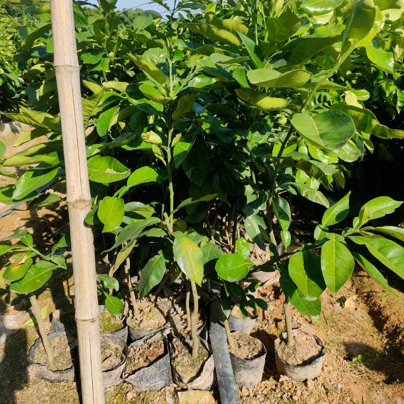 泰国红宝石青柚杯苗，美植袋装苗