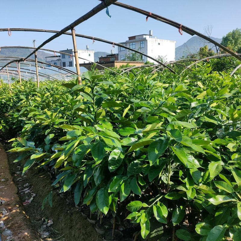 泰国红宝石青柚杯苗，美植袋装苗