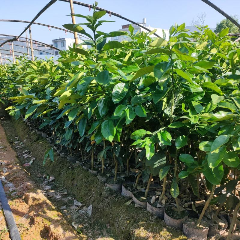 泰国红宝石青柚杯苗，美植袋装苗