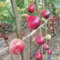 无花果苗！波姬红苗，当年结果，好管理病少！！