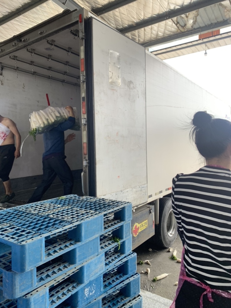 萝卜湖北白萝卜产地直发可视频看货对接全国欢迎咨询