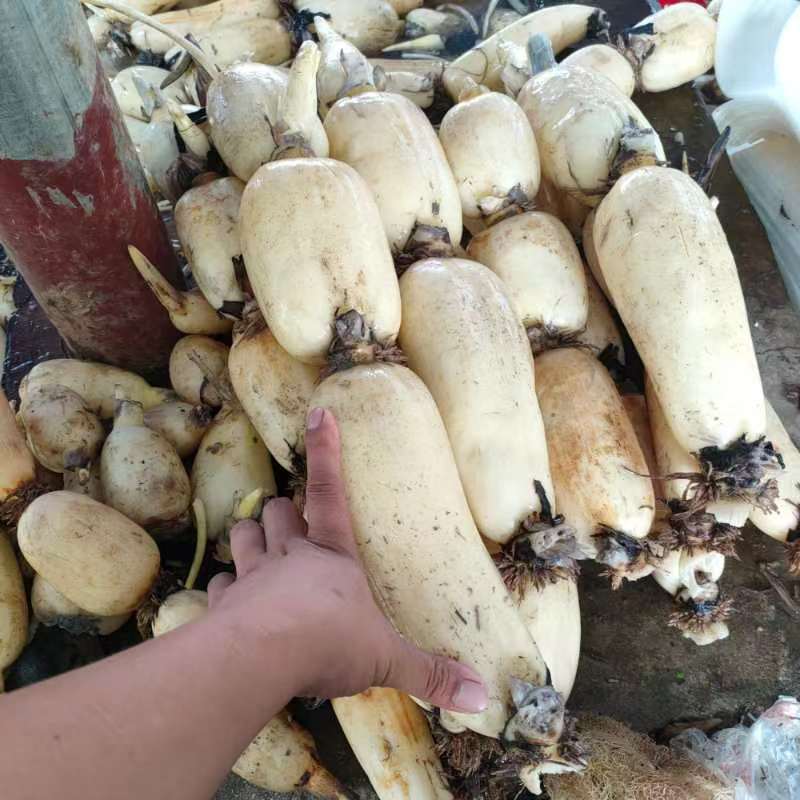 广西柳州莲藕基地，莲藕，藕尖，藕牙，大量上市，欢迎老板