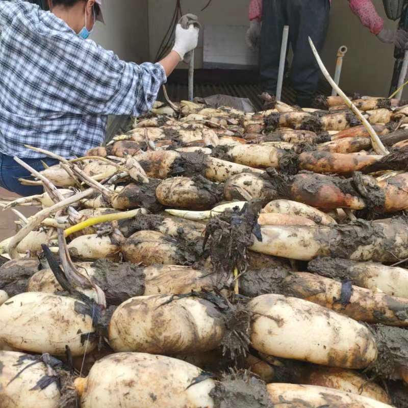 广西柳州莲藕基地，莲藕，藕尖，藕牙，大量上市，欢迎老板