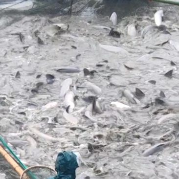 浙江湖州菱湖大乌青！