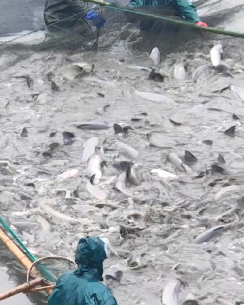 浙江湖州菱湖大乌青！
