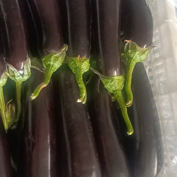 精品长茄
