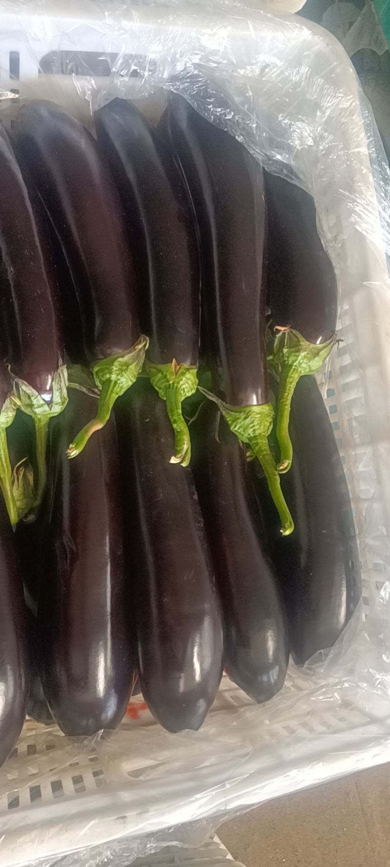 精品长茄