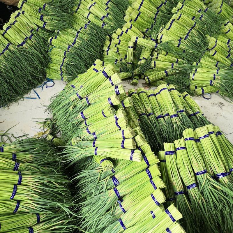 【精品】红帽蒜薹产地大量上市保质保量支持各规格包装代发储