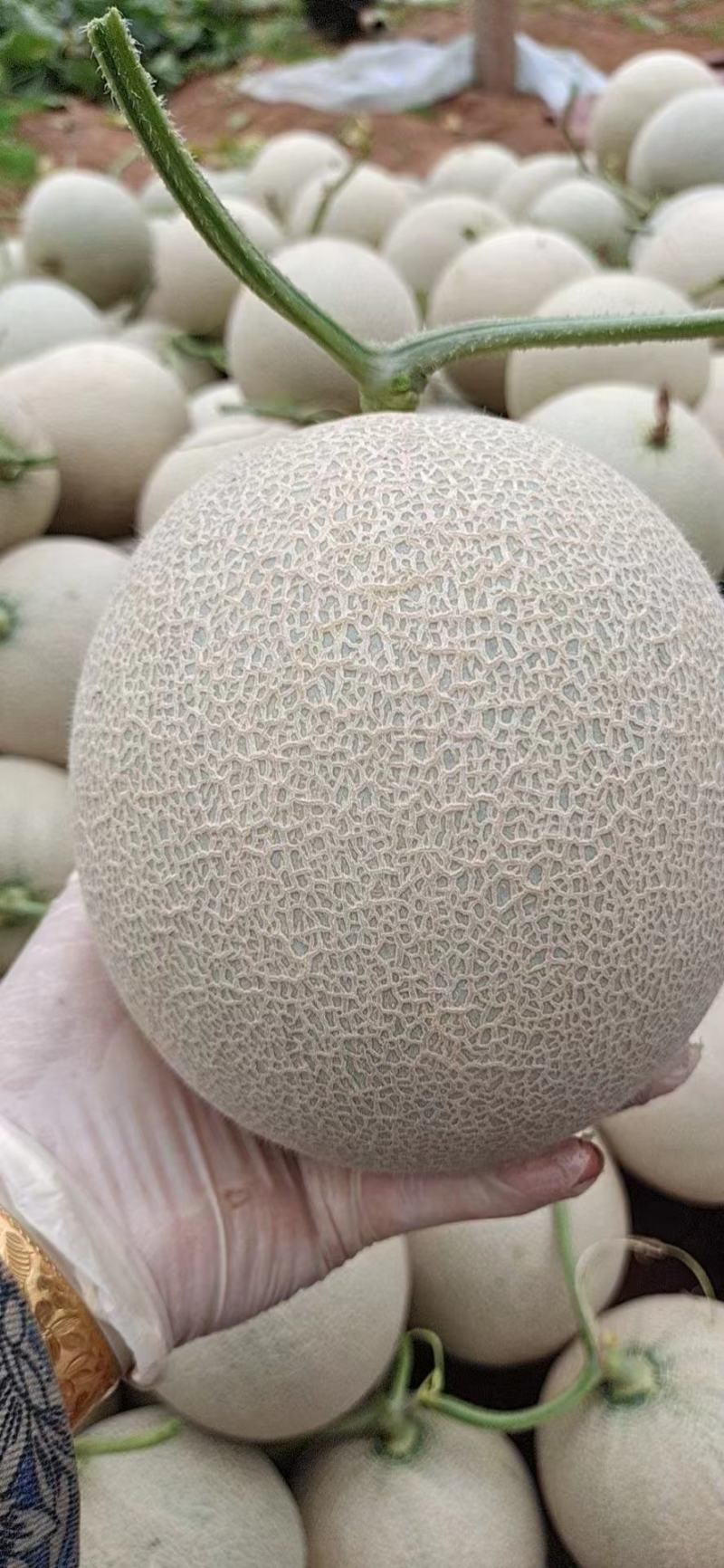 【精品推荐】山东网纹瓜口感清脆，微商电商对接，一件代发