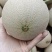 【精品推荐】山东网纹瓜口感清脆，微商电商对接，一件代发