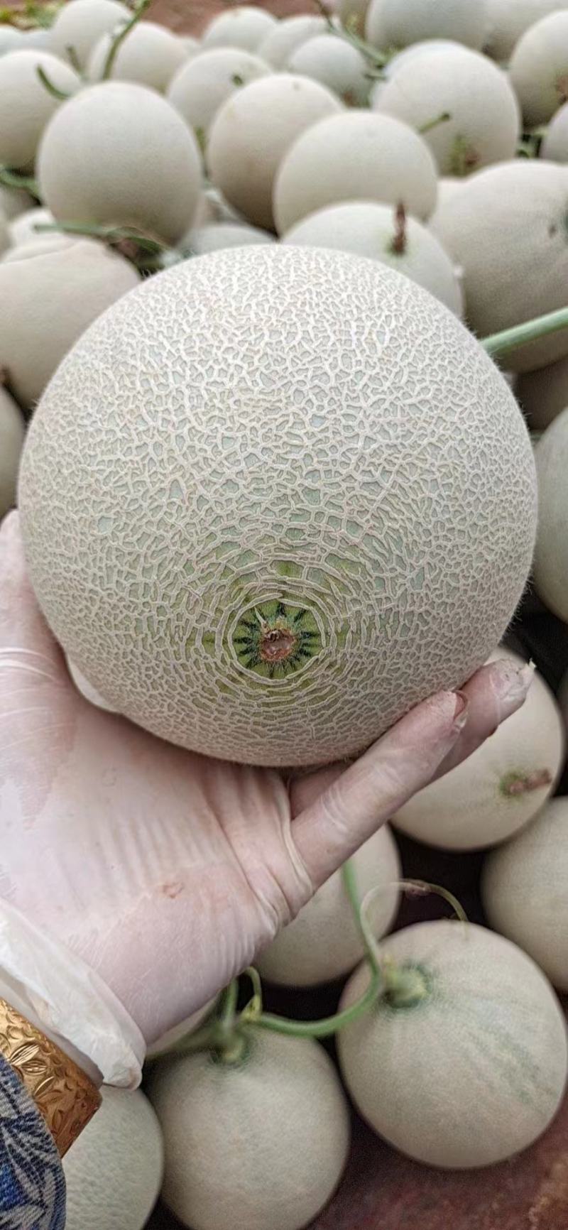 【精品推荐】山东网纹瓜口感清脆，微商电商对接，一件代发