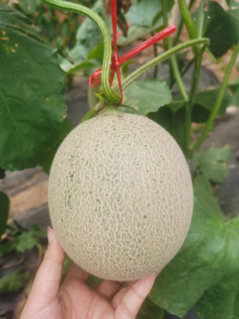 【精品推荐】山东网纹瓜口感清脆，微商电商对接，一件代发