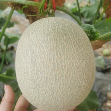 【精品推荐】山东网纹瓜口感清脆，微商电商对接，一件代发