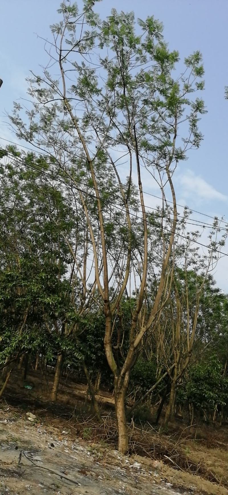 蓝花楹