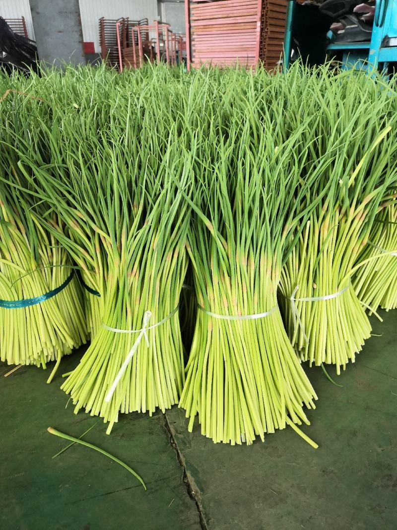 【精品】红帽蒜薹产地大量上市保质保量代发代存代储