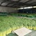 【精品】红帽蒜薹产地大量上市保质保量支持各规格包装代发储