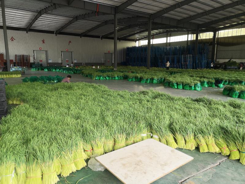 【精品】红帽蒜薹产地大量上市保质保量支持各规格包装代发储