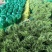 【精品】红帽蒜薹产地大量上市保质保量代发代存代储