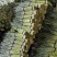 【精品】红帽蒜薹产地大量上市保质保量支持各规格包装代发储