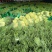 【精品】红帽蒜薹产地大量上市保质保量代发代存代储