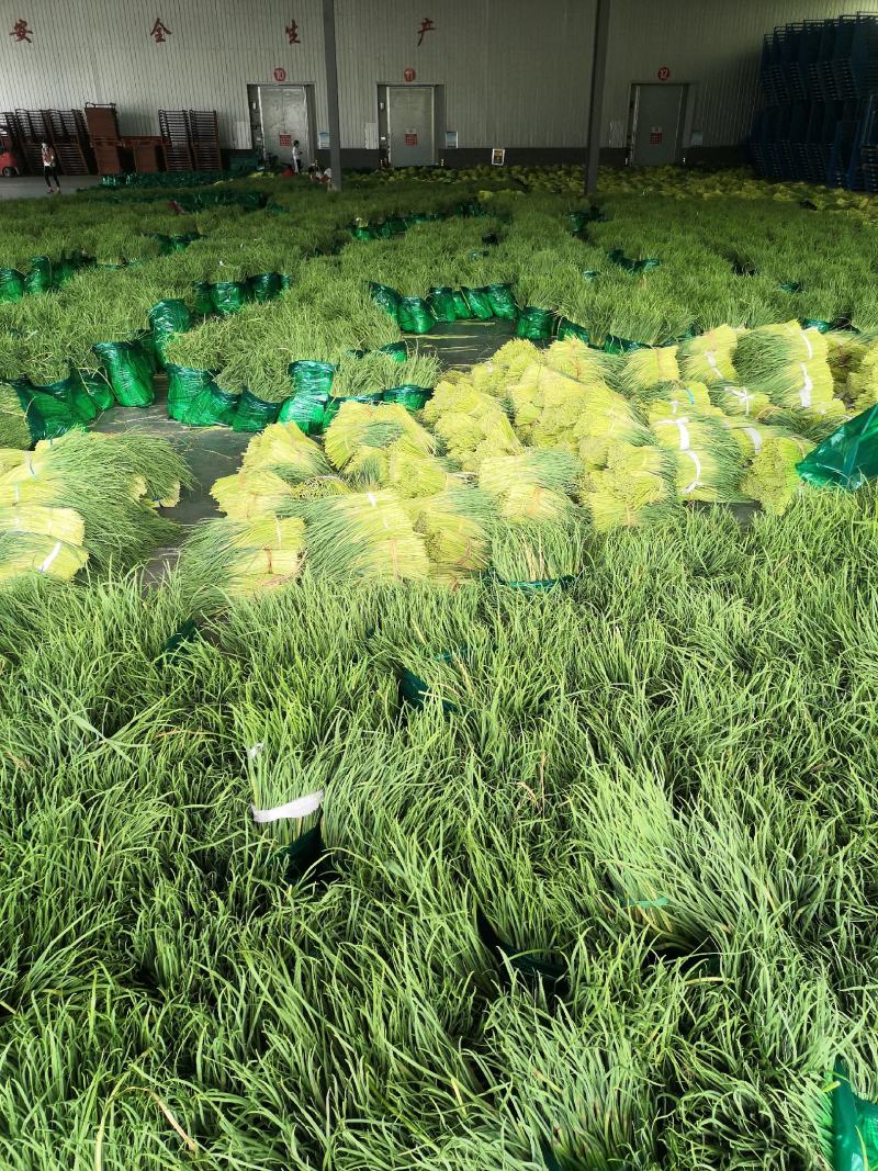 【精品】红帽蒜薹产地大量上市保质保量代发代存代储
