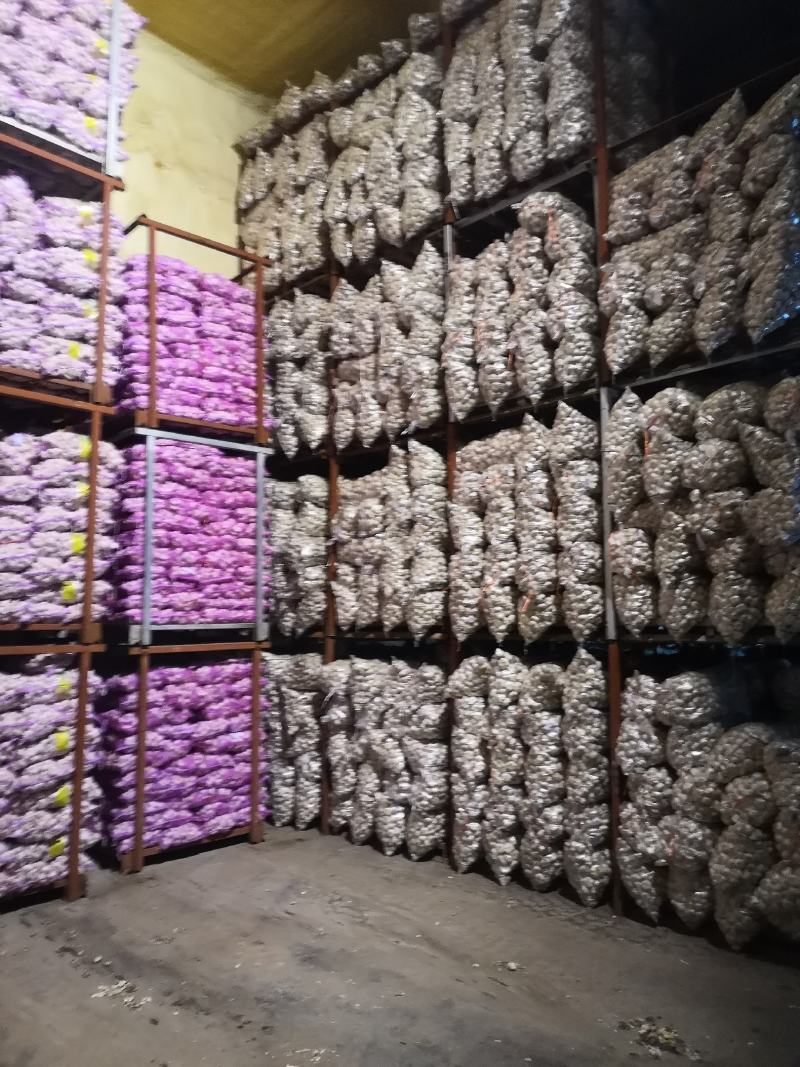【精品】红帽蒜薹产地大量上市保质保量支持各规格包装代发储