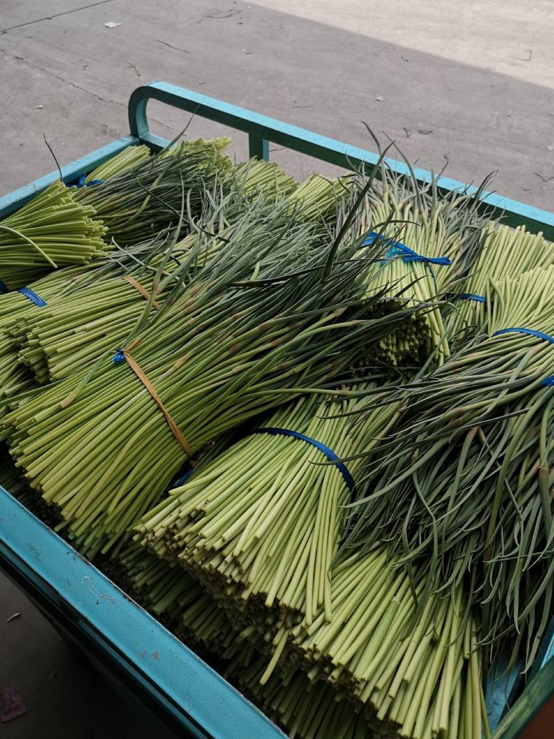 【精品】红帽蒜薹产地大量上市保质保量代发代存代储