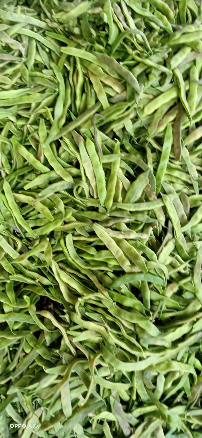 油豆