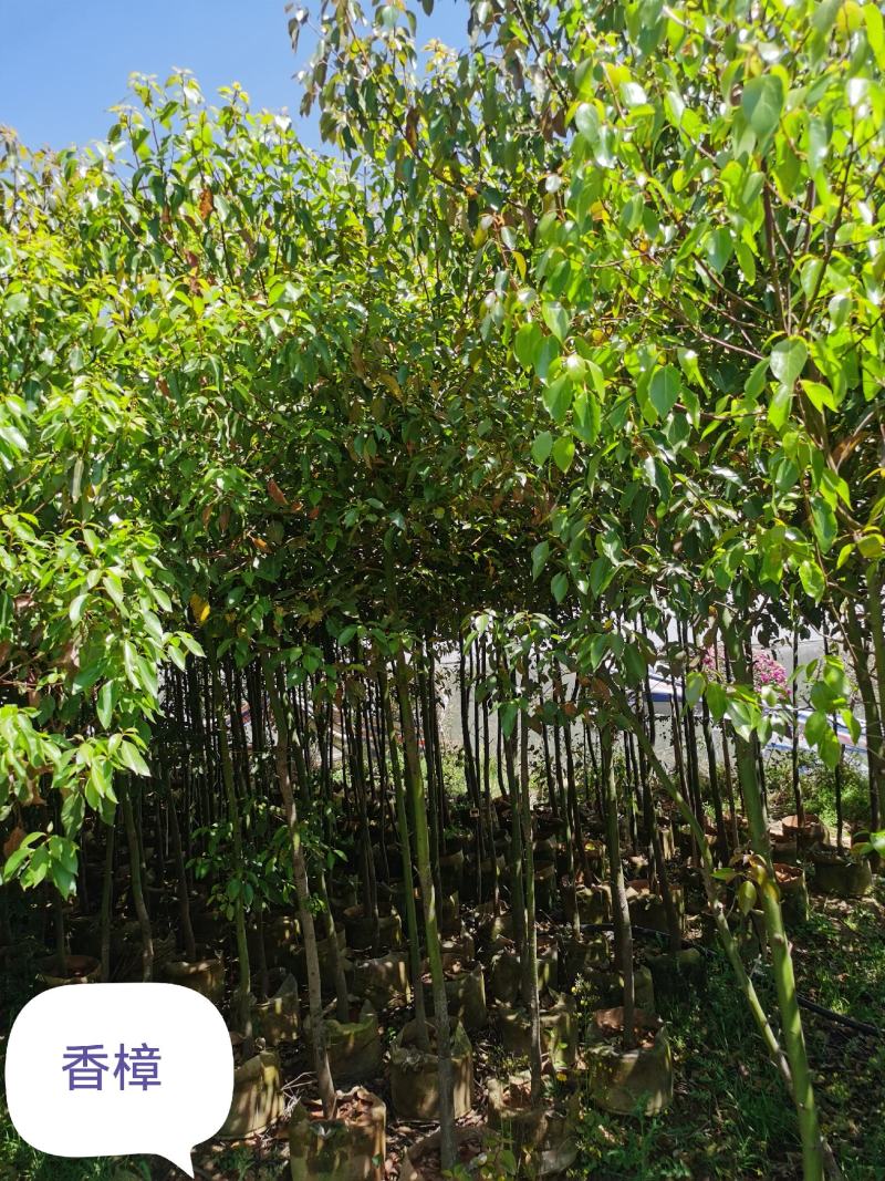 香樟