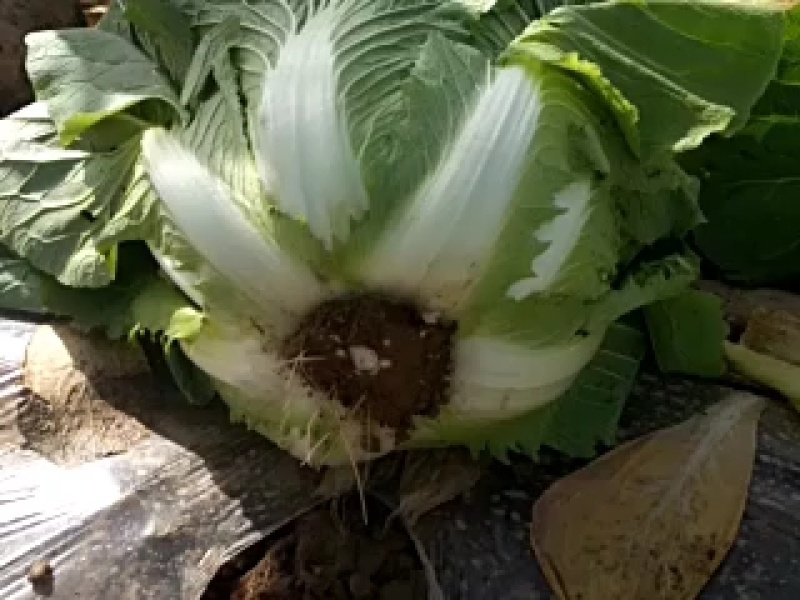 白菜甘肃定西临洮县大量有货可视频看货，量大从优