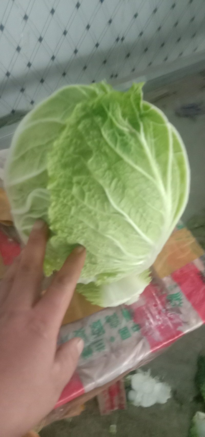 白菜甘肃定西临洮县大量有货可视频看货，量大从优