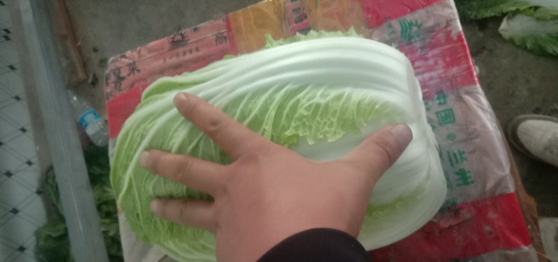 白菜甘肃定西临洮县大量有货可视频看货，量大从优
