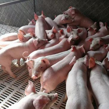 仔猪苗繁育基地，仔猪10—60公斤品种齐全防疫完善