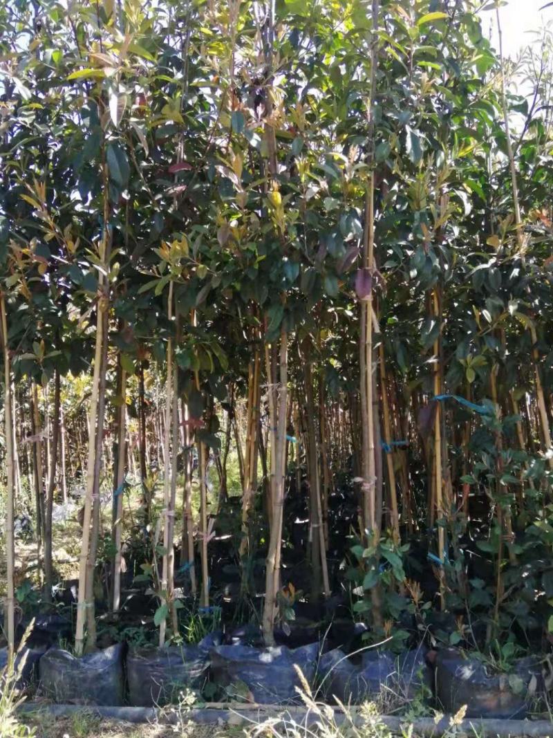 球花石楠